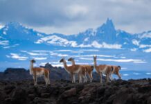 Por qué no hay que modificar la Ley de Glaciares