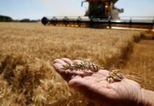 Argentina produce más trigo, pero los argentinos comemos menos pan