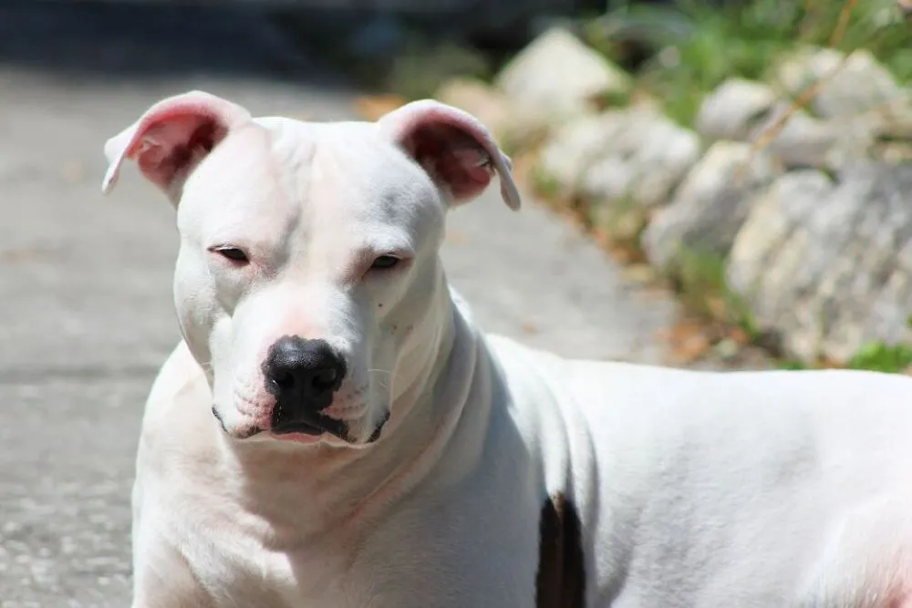 dogo